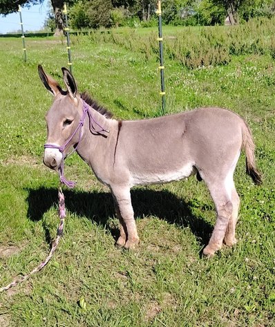 Image for Colfax Horse Sale  - SUNDAY, JUNE 21ST - Colfax, Iowa