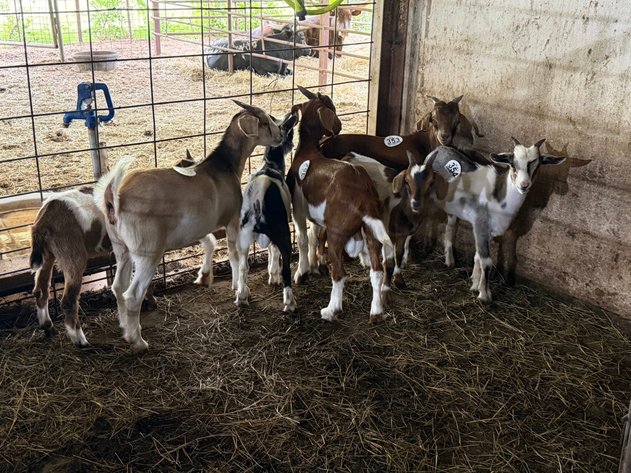 Image for Jones Livestock Auction *Pop Up Sale* THURSDAY JUNE 11TH -  Jones, Oklahoma