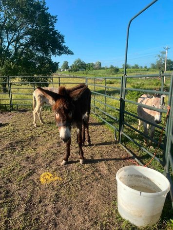 Image for Springfield Livestock Horse Sale FRIDAY JUNE 26TH - Springfield, MO
