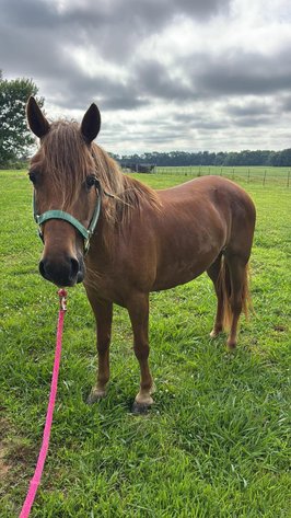 Image for Springfield Livestock Horse Sale FRIDAY JUNE 26TH - Springfield, MO