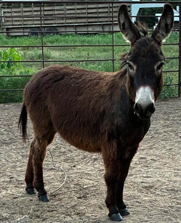 Image for Jones Livestock Auction HORSE & TACK SALE!   SATURDAY, JULY 11TH