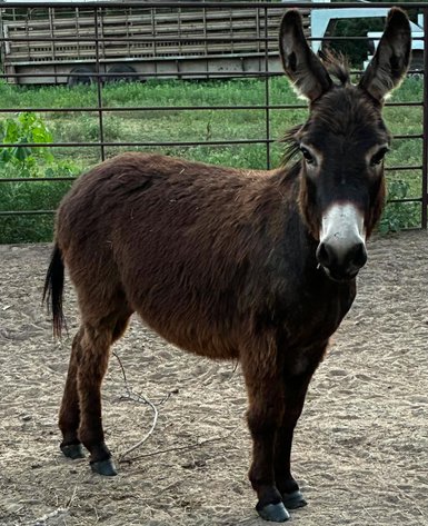 Image for Jones Livestock Auction HORSE & TACK SALE!   SATURDAY, JULY 11TH