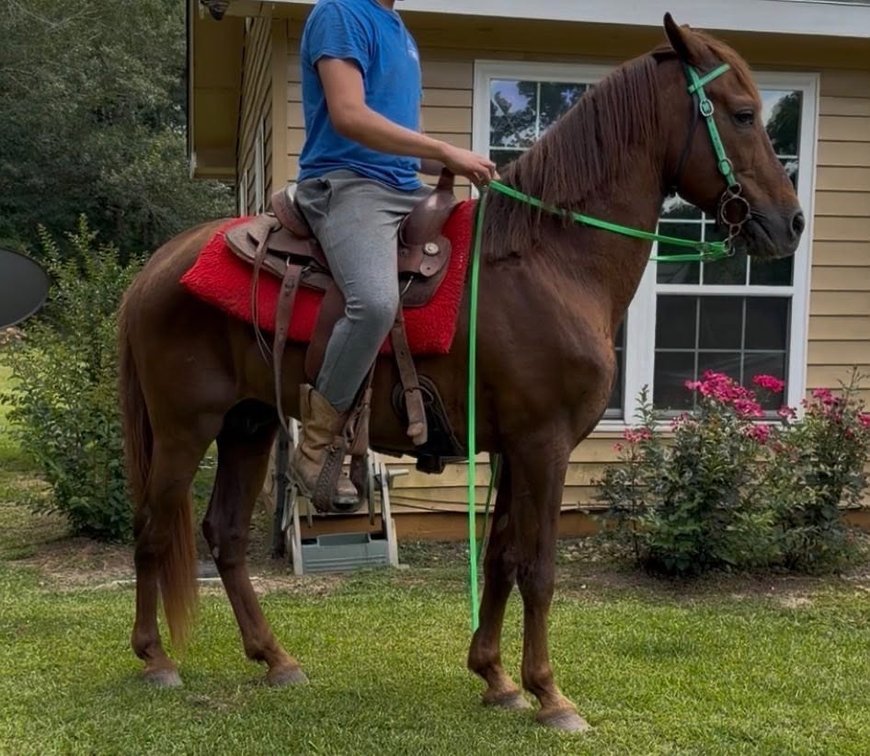 Image for Mize Horse Sale - SATURDAY, JULY 18TH - Mize, Mississippi
