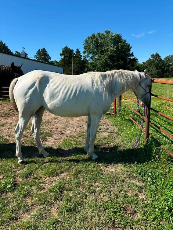 Image for Interstate Regional Stockyards Horse Sale - Cuba, Missouri WEDNESDAY JULY 15TH
