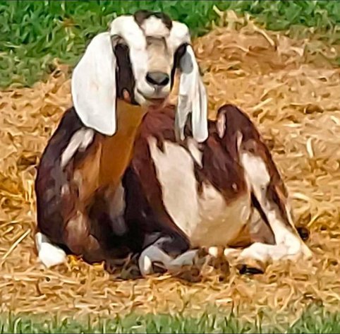 Image for Jones Livestock Auction THURSDAY JULY 9TH -  Jones, Oklahoma