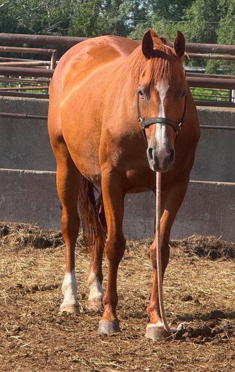 Image for Reno County Stockyards Horse Sale WEDNESDAY, JULY 8TH - South Hutchinson, KS