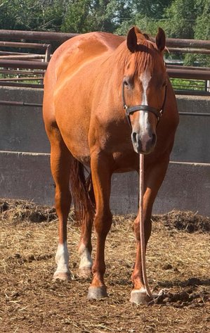 Image for Reno County Stockyards Horse Sale WEDNESDAY, JULY 8TH - South Hutchinson, KS