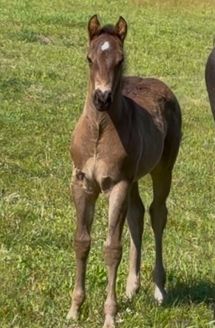 Image for Mize Horse Sale **Annual LM Production Sale - 