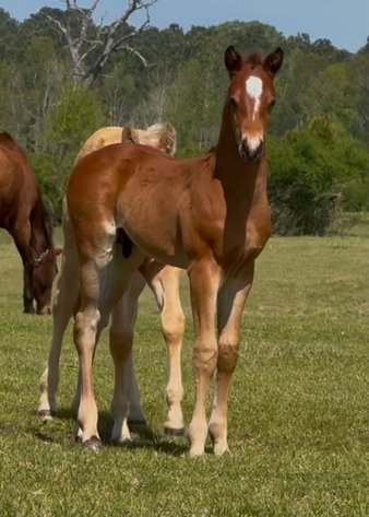 Image for Mize Horse Sale **Annual LM Production Sale - 