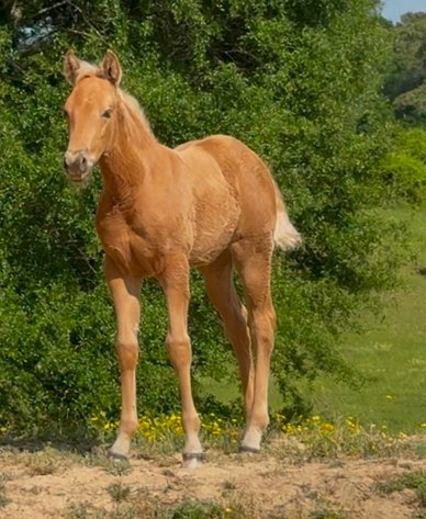 Image for Mize Horse Sale **Annual LM Production Sale - 