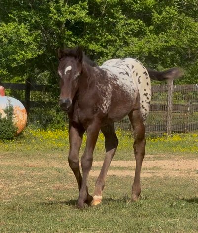 Image for Mize Horse Sale **Annual LM Production Sale - 