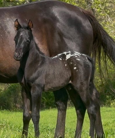 Image for Mize Horse Sale **Annual LM Production Sale - 