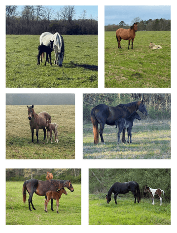 Image for Rockin' Bell Ranch 2026 Colt Sale Forest, MS August 22nd