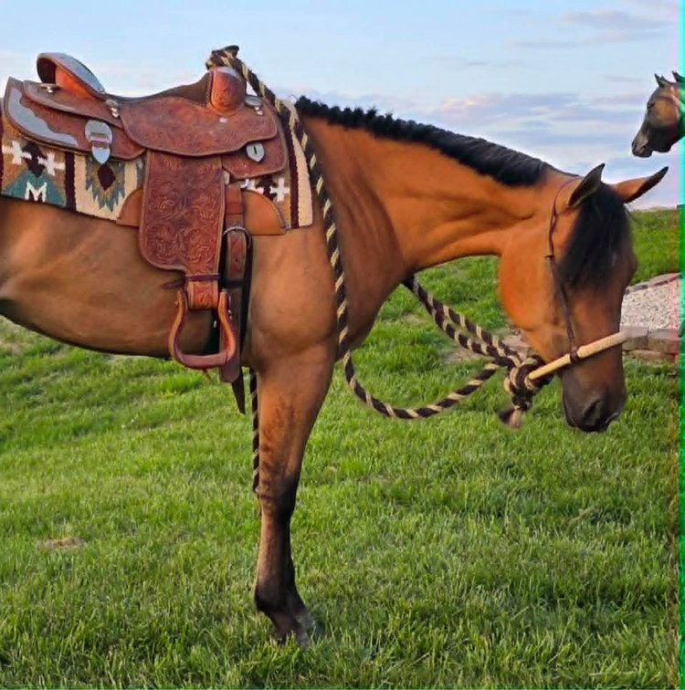 Image for Casino Classic All Breed Horse Sale - Oak Grove, Kentucky SATURDAY,  AUGUST 8TH