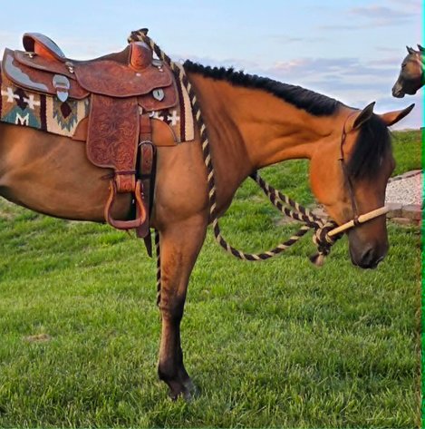 Image for Casino Classic All Breed Horse Sale - Oak Grove, Kentucky SATURDAY,  AUGUST 8TH