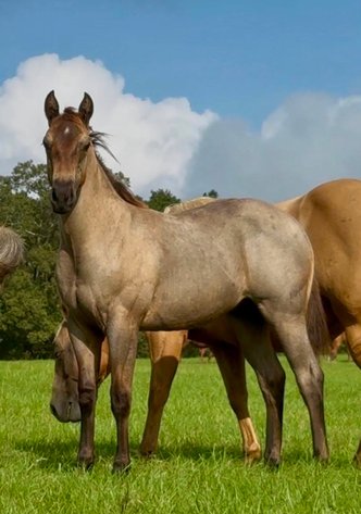 Image for Mize Horse Sale **Annual LM Production Sale - 