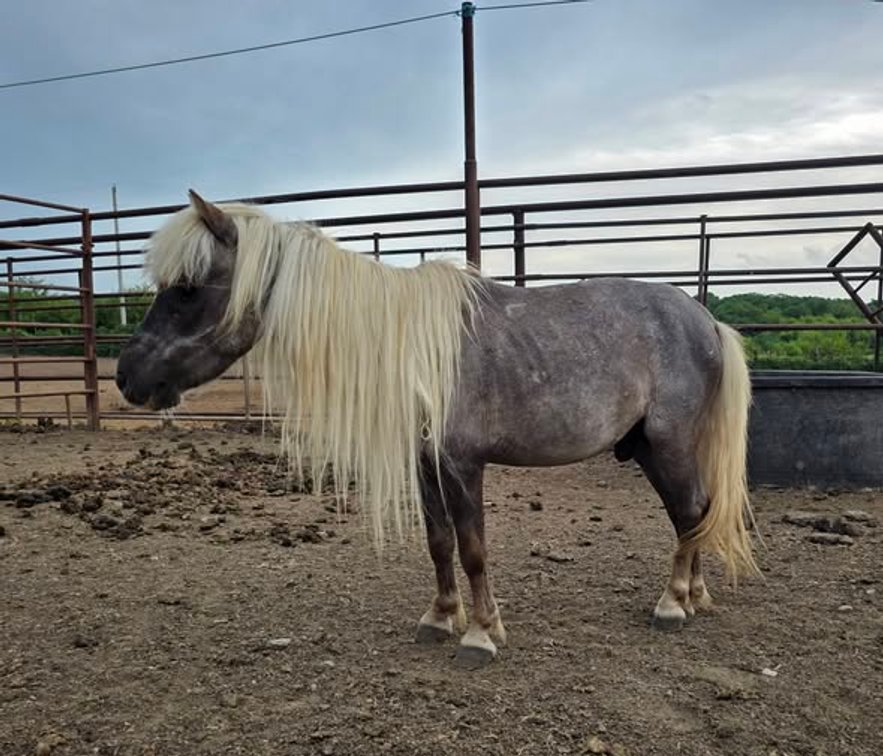 Image for Colfax Horse Sale  - SUNDAY, JULY 19TH - Colfax, Iowa
