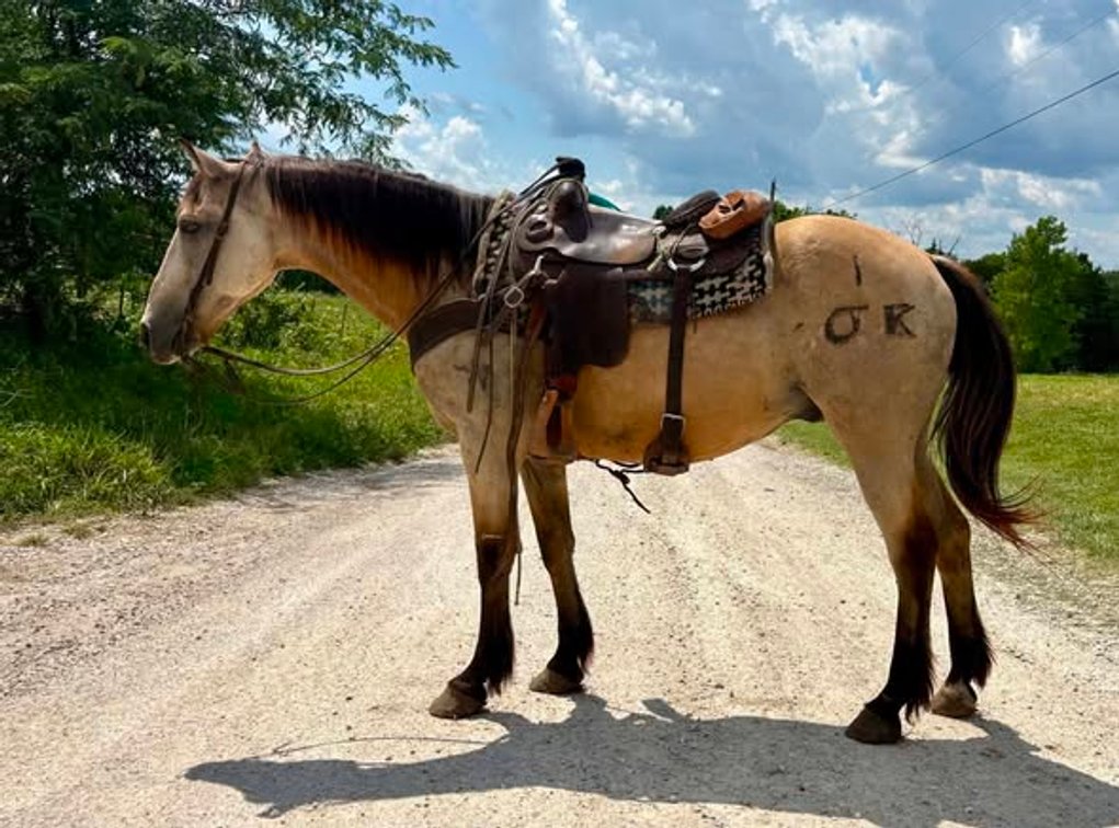 Image for Colfax Horse Sale  - SUNDAY, JULY 19TH - Colfax, Iowa