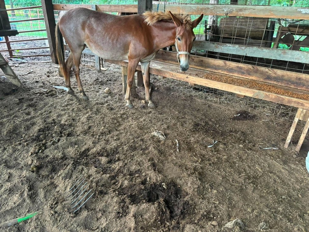 Image for Mize Horse Sale - SATURDAY, JULY 18TH - Mize, Mississippi