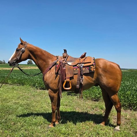 Image for Colfax Horse Sale  - SUNDAY, JULY 19TH - Colfax, Iowa