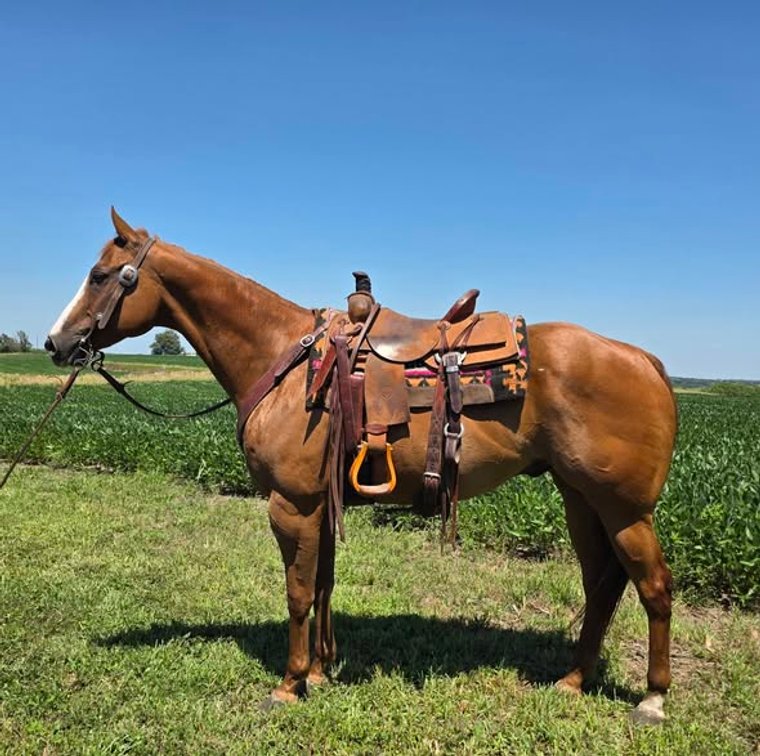 Image for Colfax Horse Sale  - SUNDAY, JULY 19TH - Colfax, Iowa