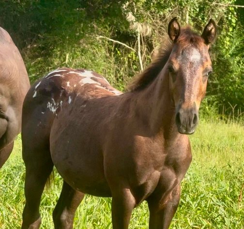 Image for Mize Horse Sale **Annual LM Production Sale - 