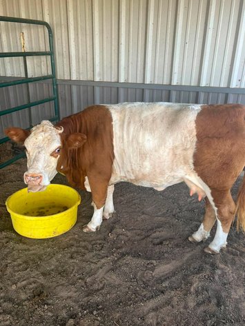 Image for Jones Livestock Auction THURSDAY AUGUST 6TH -  Jones, Oklahoma