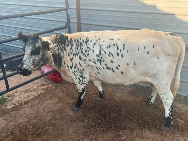 Image for Jones Livestock Auction THURSDAY AUGUST 6TH -  Jones, Oklahoma