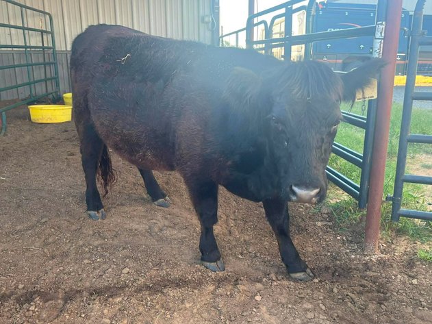 Image for Jones Livestock Auction THURSDAY AUGUST 6TH -  Jones, Oklahoma
