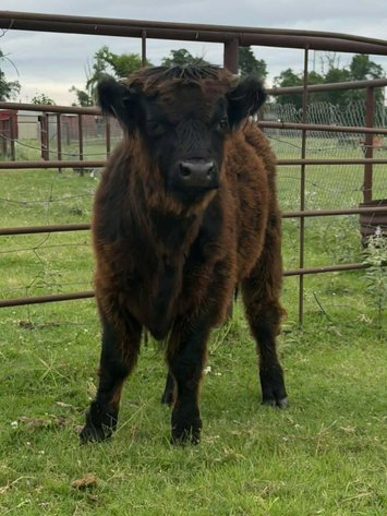 Image for Jones Livestock Auction THURSDAY AUGUST 6TH -  Jones, Oklahoma