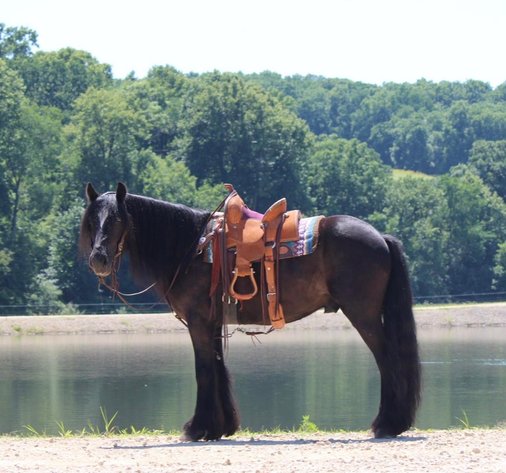Image for Casino Classic All Breed Horse Sale - Oak Grove, Kentucky SATURDAY,  AUGUST 8TH