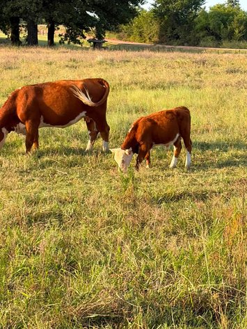 Image for Jones Livestock Auction THURSDAY AUGUST 6TH -  Jones, Oklahoma