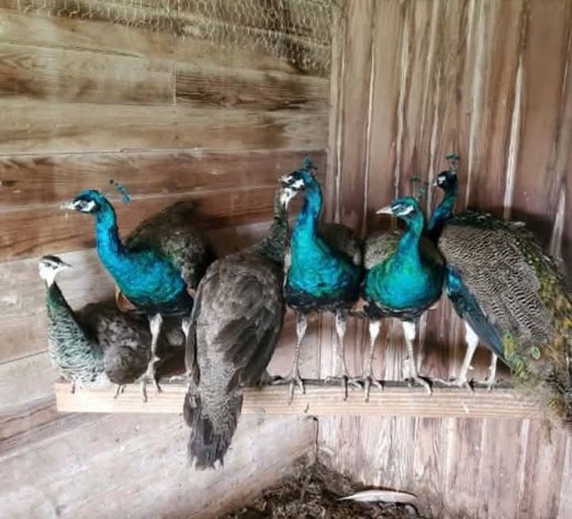 Image for Jones Livestock Auction THURSDAY AUGUST 6TH -  Jones, Oklahoma