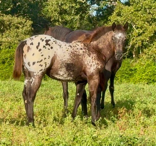 Image for Mize Horse Sale **Annual LM Production Sale - 