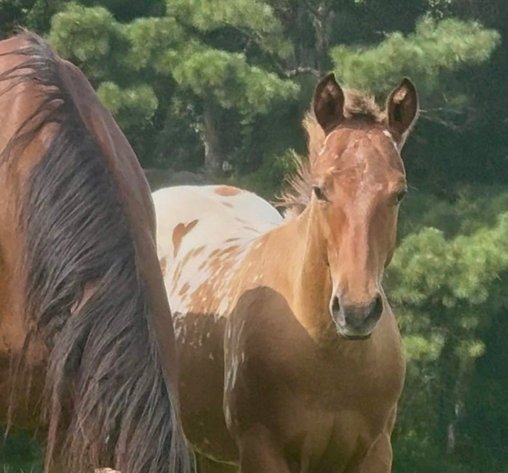 Image for Mize Horse Sale **Annual LM Production Sale - 