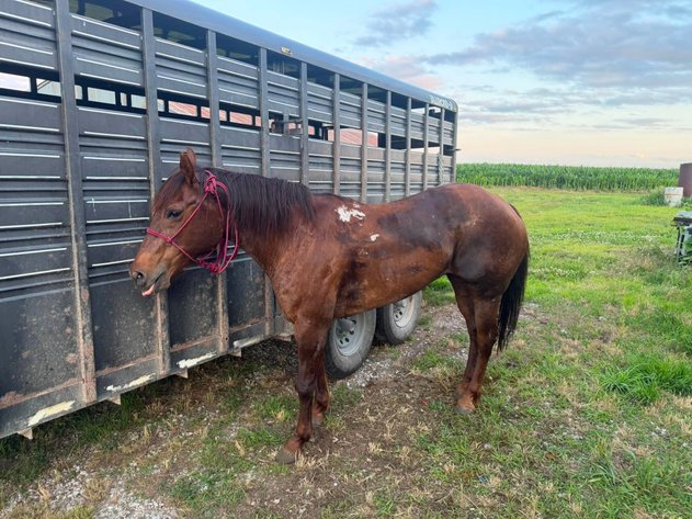 Image for Springfield Livestock Horse Sale FRIDAY JULY 31ST - Springfield, MO