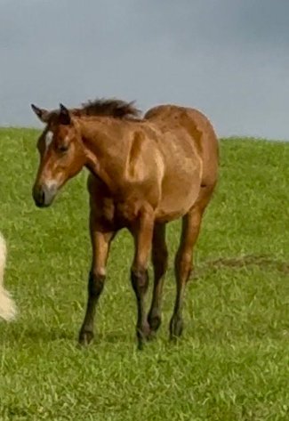 Image for Mize Horse Sale **Annual LM Production Sale - 