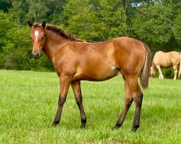 Image for Mize Horse Sale **Annual LM Production Sale - 