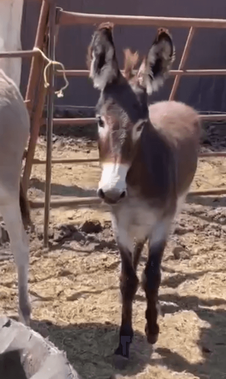 Image for Boonville Livestock Sales Summer Horse Sale - WEDNESDAY, JULY 29TH - Boonville, MO
