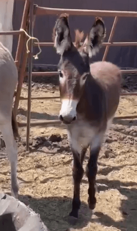 Image for Boonville Livestock Sales Summer Horse Sale - WEDNESDAY, JULY 29TH - Boonville, MO