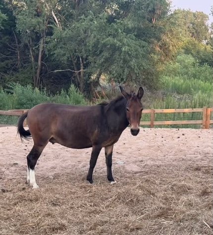 Image for Reno County Stockyards Horse Sale WEDNESDAY, AUGUST 12TH - South Hutchinson, KS