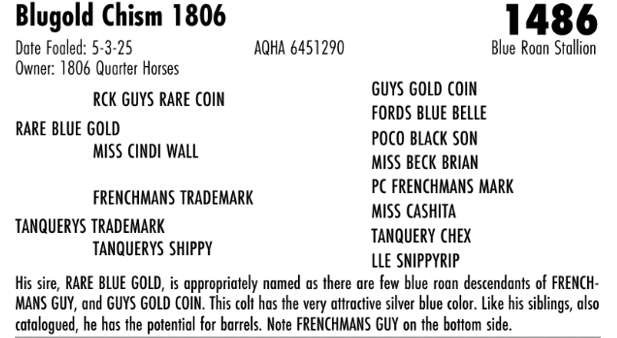 Blugold Chism 1806