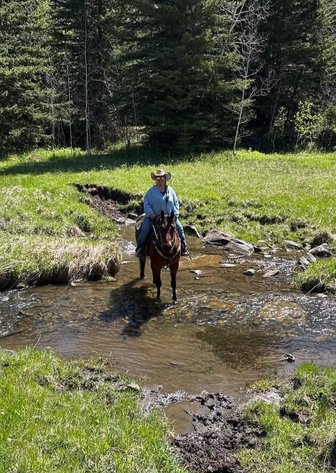 Image for Colfax Horse Sale  - SUNDAY, AUGUST 16TH - Colfax, Iowa