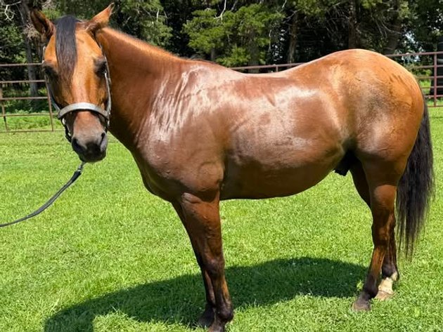 Image for Colfax Horse Sale  - SUNDAY, AUGUST 16TH - Colfax, Iowa