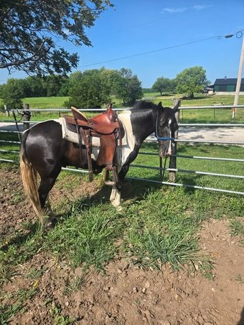 Image for Colfax Horse Sale  - SUNDAY, AUGUST 16TH - Colfax, Iowa