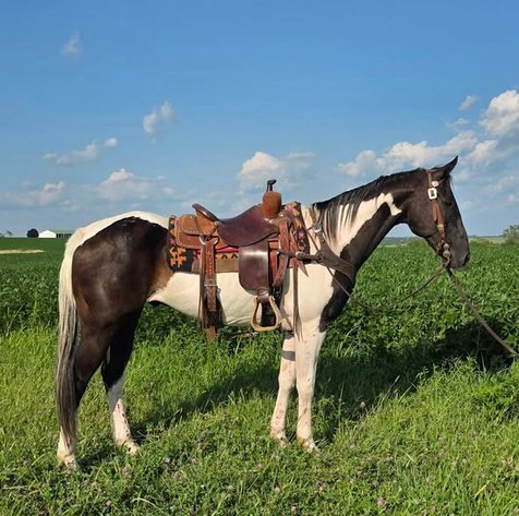 Image for Colfax Horse Sale  - SUNDAY, AUGUST 16TH - Colfax, Iowa