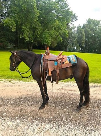Image for Fort Smith Horse & Mule Sale - SATURDAY, AUGUST 15TH - Moffett, Oklahoma