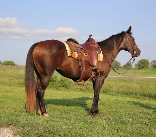 Image for Colfax Horse Sale  - SUNDAY, AUGUST 16TH - Colfax, Iowa