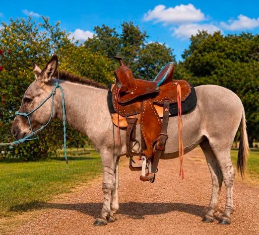 Image for Jones Livestock Auction HORSE & TACK SALE!   SATURDAY, AUGUST 8TH