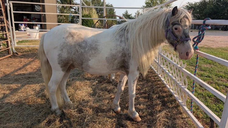 Image for Reno County Stockyards Horse Sale WEDNESDAY, AUGUST 12TH - South Hutchinson, KS